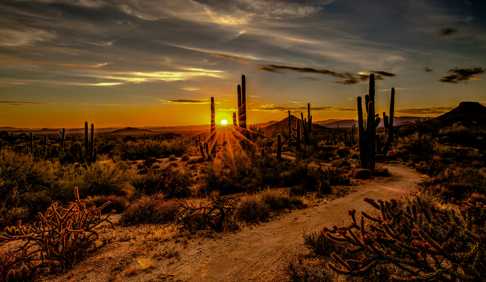 Desert sunset with cactus silhouettes near Scottsdale, Arizona