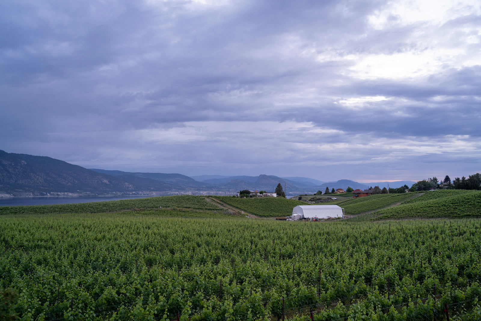 Okanagan Valley vineyard rows with mountains in the background